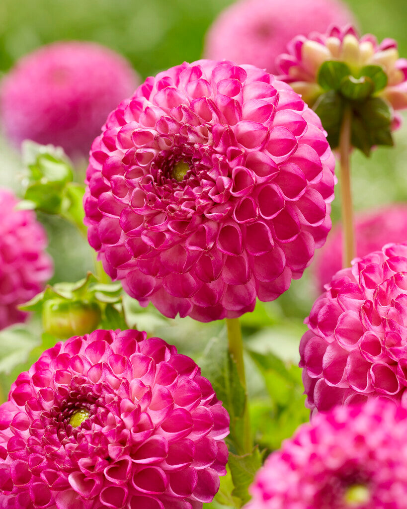 Dahlia Pompon Zippity Do Da 1-Pack